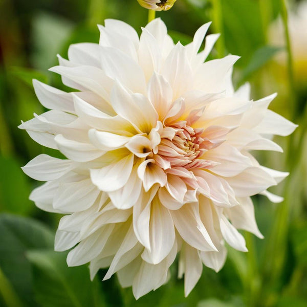 Dahlia Dinnerplate Cafe Au Lait - 1 tuber clumps