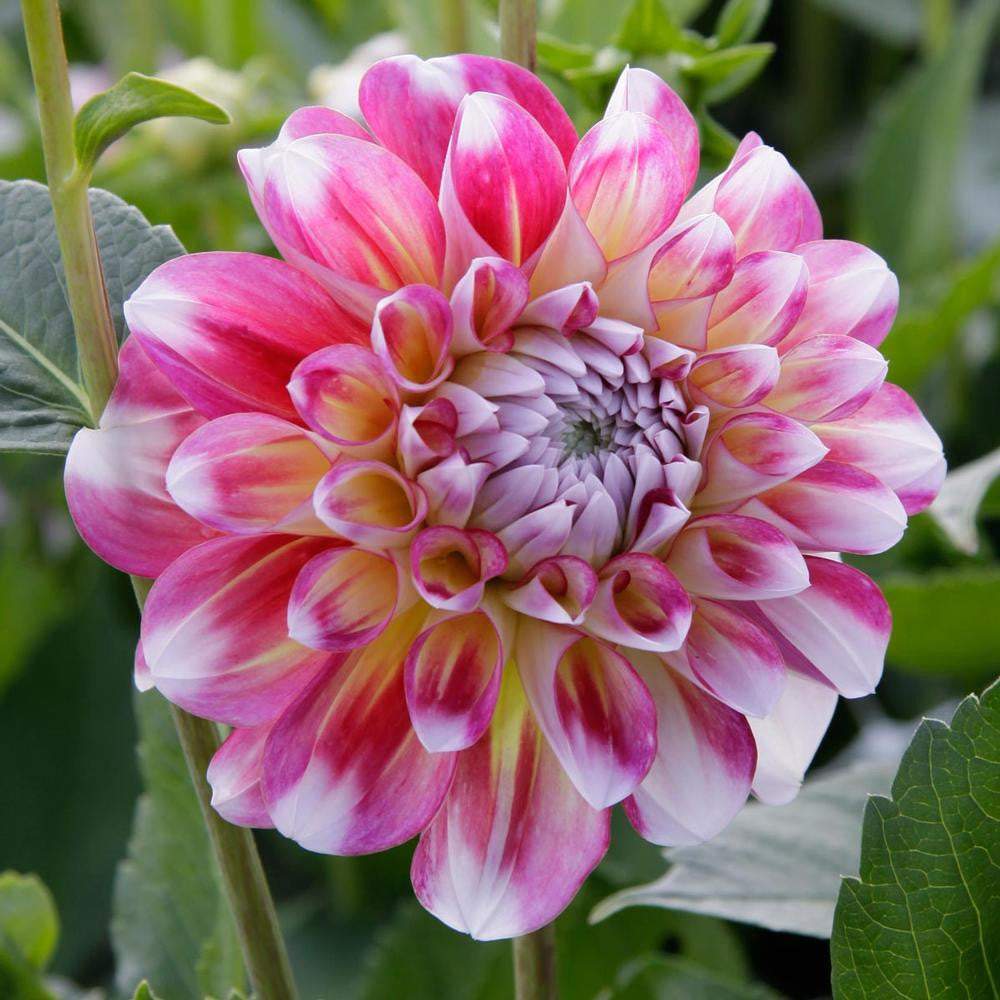 Dahlia Decorative Hawaii - 2 tuber clumps - Longfield Gardens