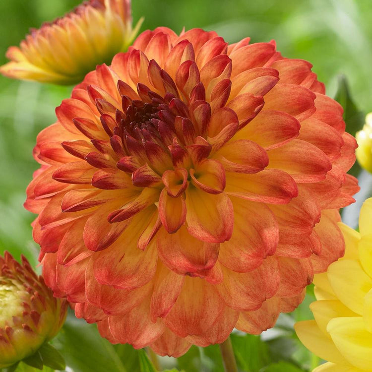 Dahlia Decorative Icoon