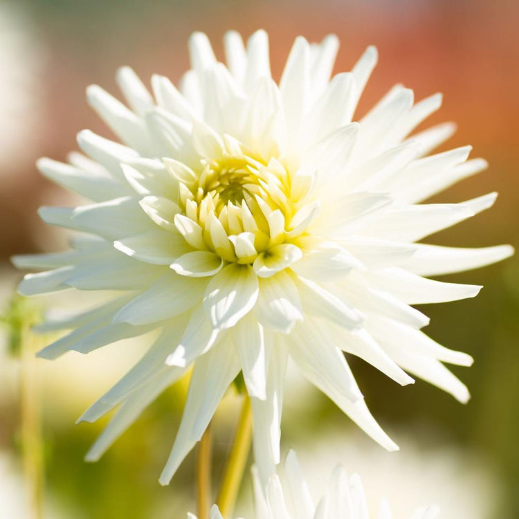A spiky, pure white flower of cactus dahlia My Love on a bright, sunny summer day.