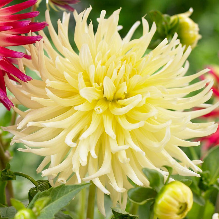 Dahlia Cactus Yellow Star