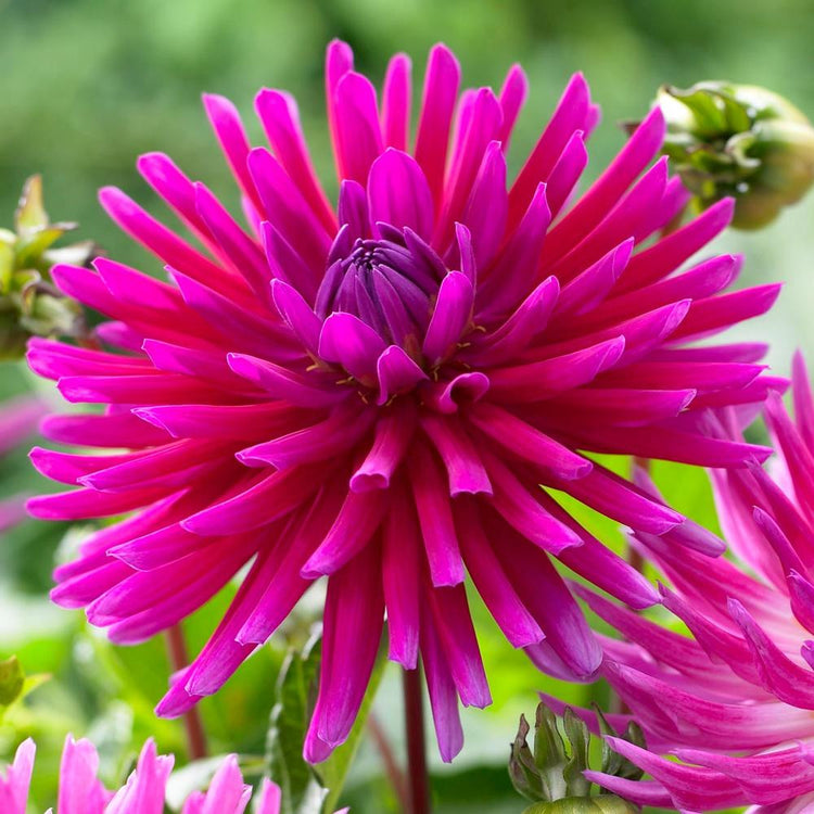 A single blossom of cactus dahlia Purple Gem, showing this variety's spiky petals and vibrant, violet-pink color.