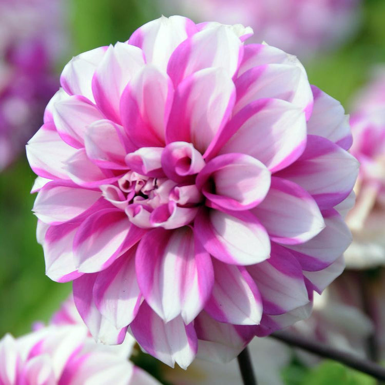 One blossom of waterlily dahlia Priceless Pink in a summer garden, sowing the flower's hot pink and white striped petals.