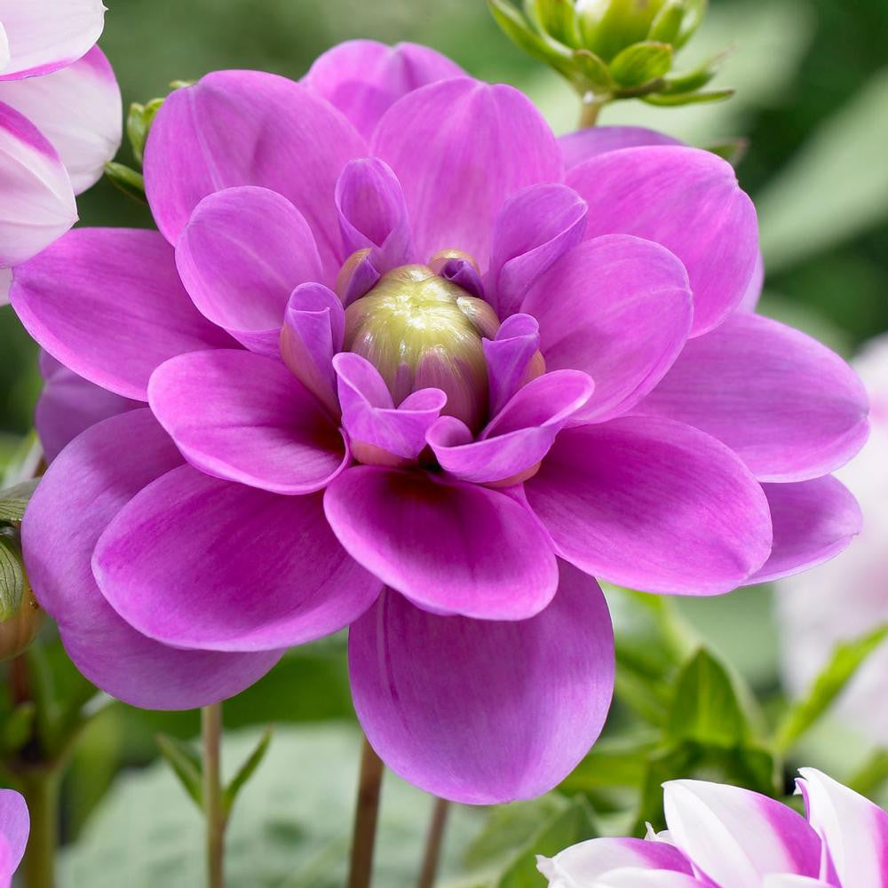 Dahlia Waterlily Serkan - 2 tuber clumps - Longfield Gardens