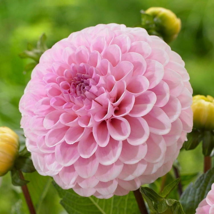 Pompon dahlia Wizard of Oz, showing this 2" diameter flower's perfectly round shape, tightly rolled honeycomb of petals and sweet, candy pink color.