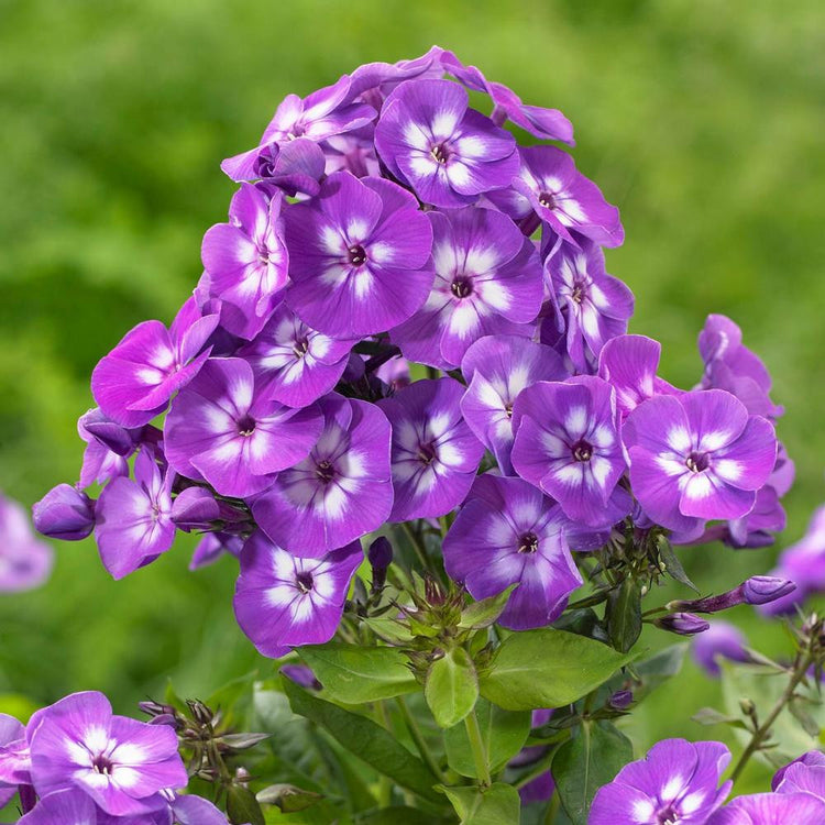 Phlox Paniculata Laura