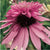 Echinacea for Sale - Shop Coneflower Plants