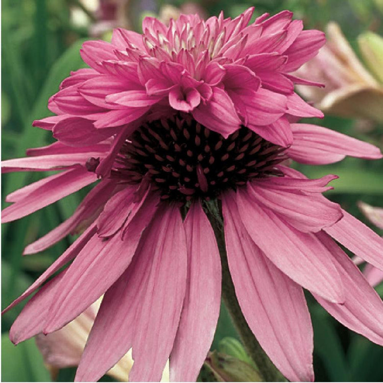 Echinacea (Coneflower) Double Decker