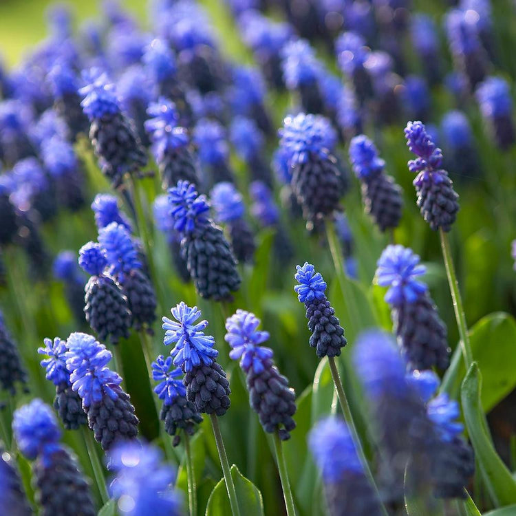 A large planting of light blue and dark blue Muscari latifolium, blooming in a spring garden.