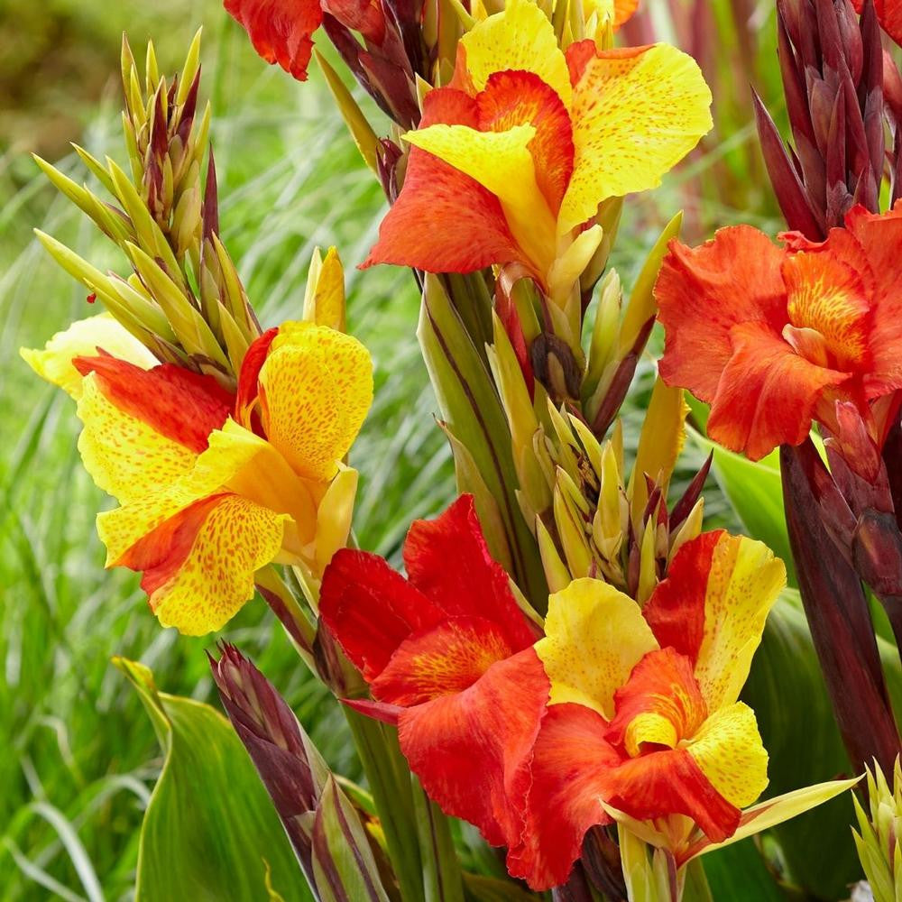 Canna Medium Cleopatra - 3 rhizomes - Longfield Gardens