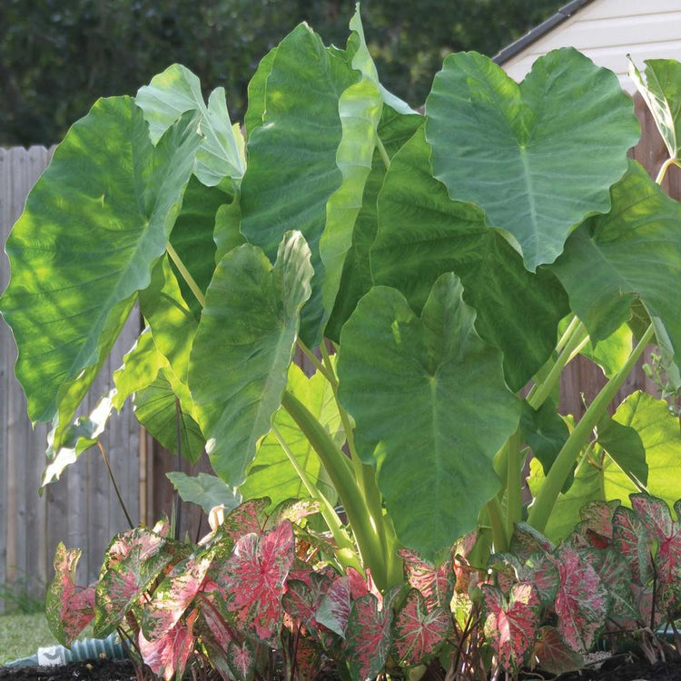 The dramatic tropical foliage of elephant ears colocasia esculenta, with a pink-leaf caladium growing at its feet.