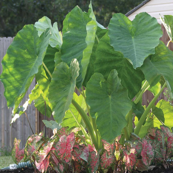 elephant ear plant colocasia Elephant Ear Colocasia Esculenta