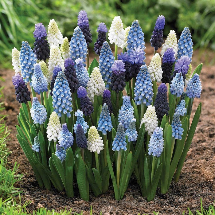 Muscari Assorted Mix