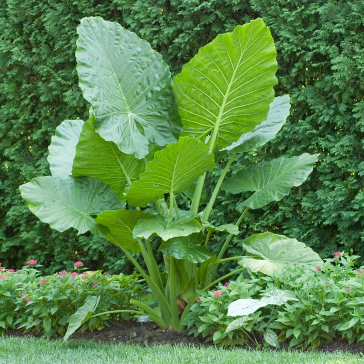 Alocasia odora macrorrhiza, upright elephant ears with large, pleated leaves, suitable for growing in gardens or containers.