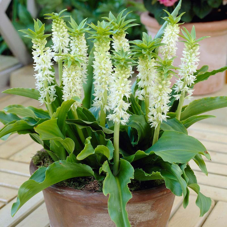 Eucomis Autumnalis