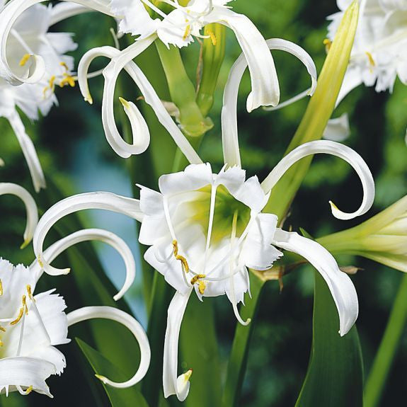 Hymenocallis Festalis Zwanenburg