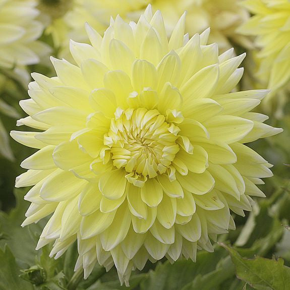Dahlia Dinnerplate Kelvin Floodlight - 2 tuber clumps - Longfield