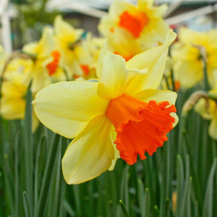Close up of large cupped daffodil Fortissimo in a spring garden showing the flower's yellow petals and flared, bright orange cup.