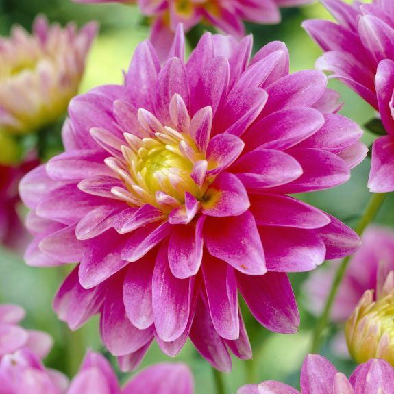 Dahlia Border Decorative Gallery Rembrandt