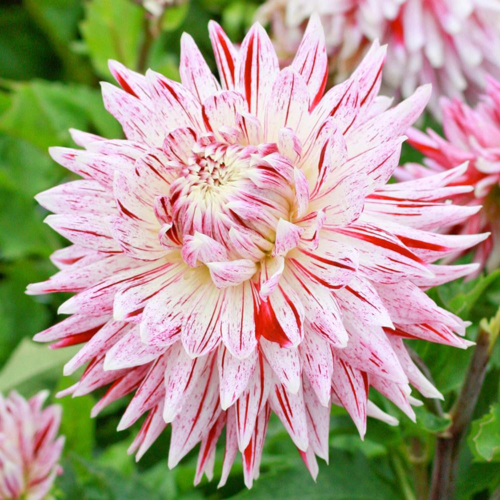 Dahlia Dinnerplate Avignon - 2 tuber clumps - Longfield Gardens