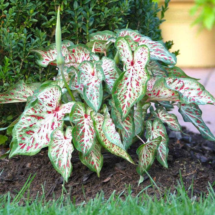 Caladium Dwarf Gingerland