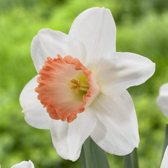A single blossom of large-cupped daffodil Pink Pride, showing this variety's big flowers with pure white petals surrounding a frilly apricot and coral pink cup.