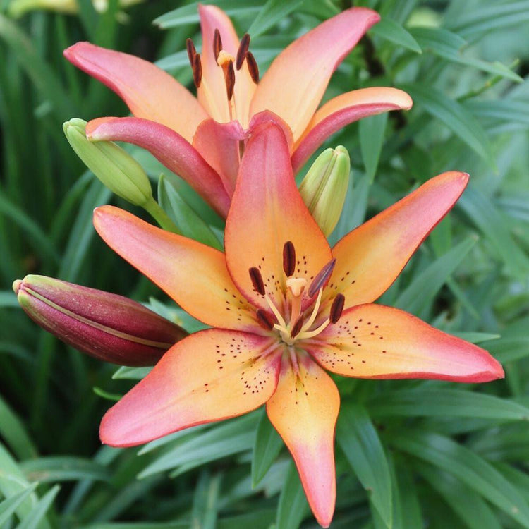 Asiatic lily Royal Sunset blooming in a perennial garden, showing two blossoms with pale yellow, orange and rose-pink petals.