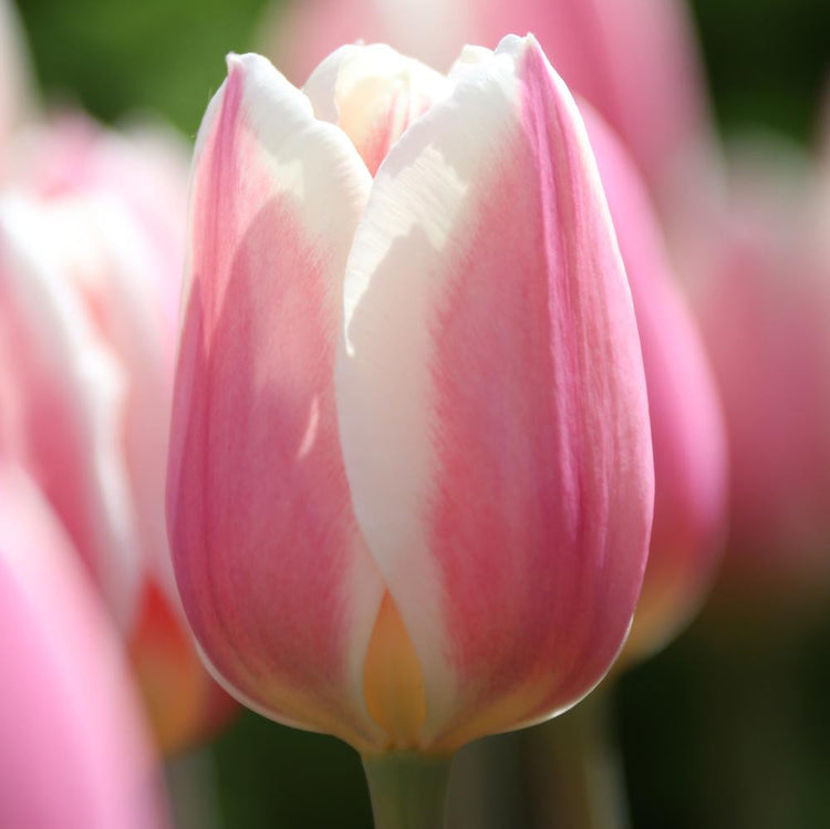 Single flower of Darwin hybrid tulip Apricot Delight in garden showing pink petals with white trim.