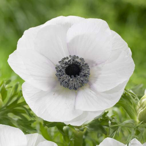 Anemone De Caen Black Eye (Spring)