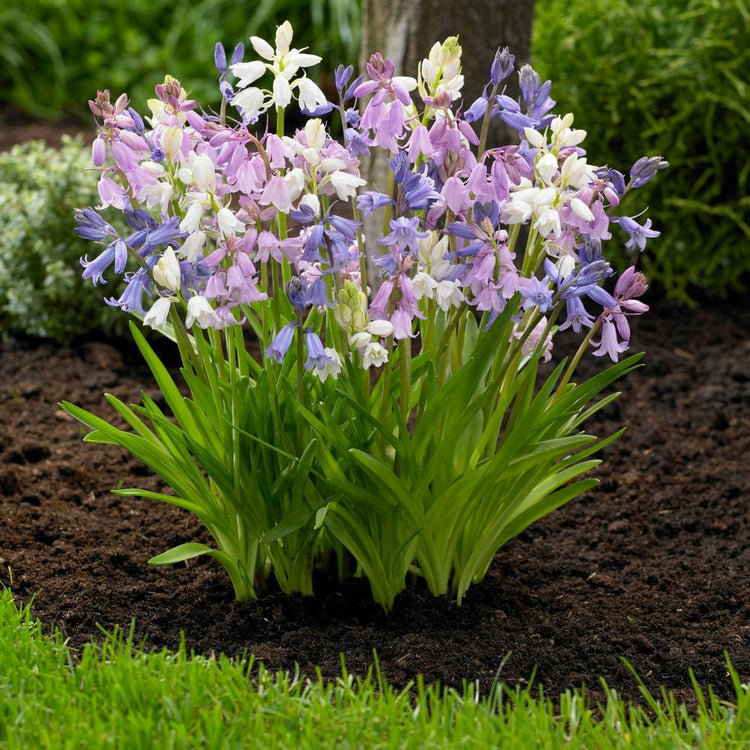 Scilla Hyacinthoides Campanulata Mix