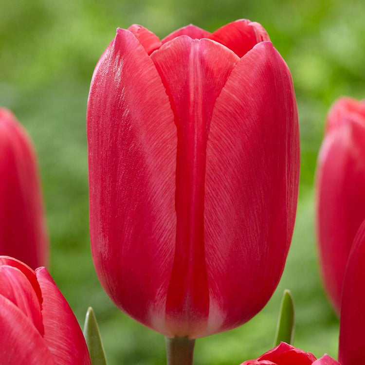 Tulip Darwin Hybrid Cherry Delight