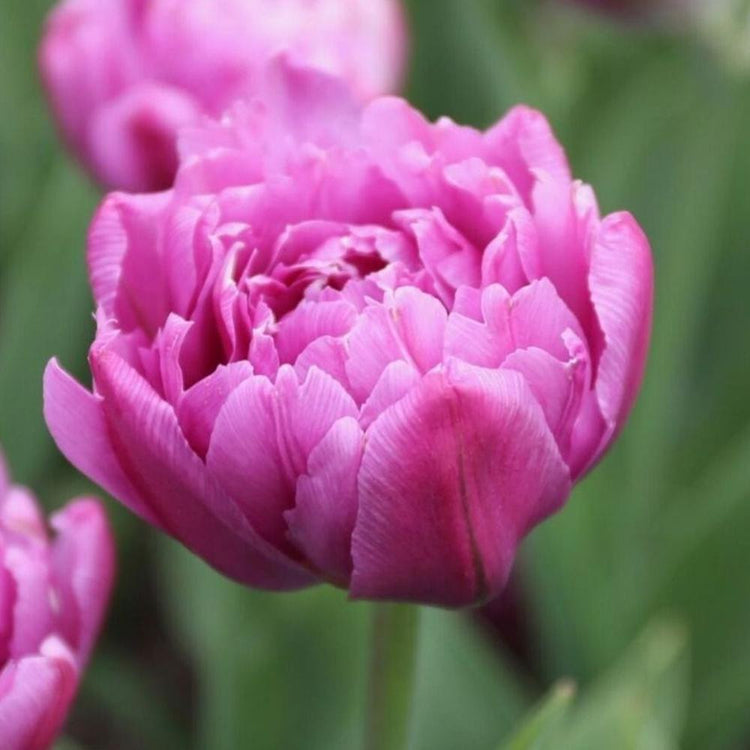 Single flower of fragrant, early blooming double tulip Margarita showing violet-pink petals.