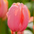 One tulip blossom featuring single late tulip variety Menton with coral pink petals