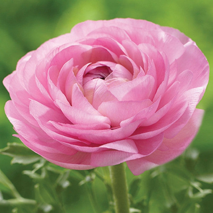 One medium pink flower of ranunculus Tomer Pink.