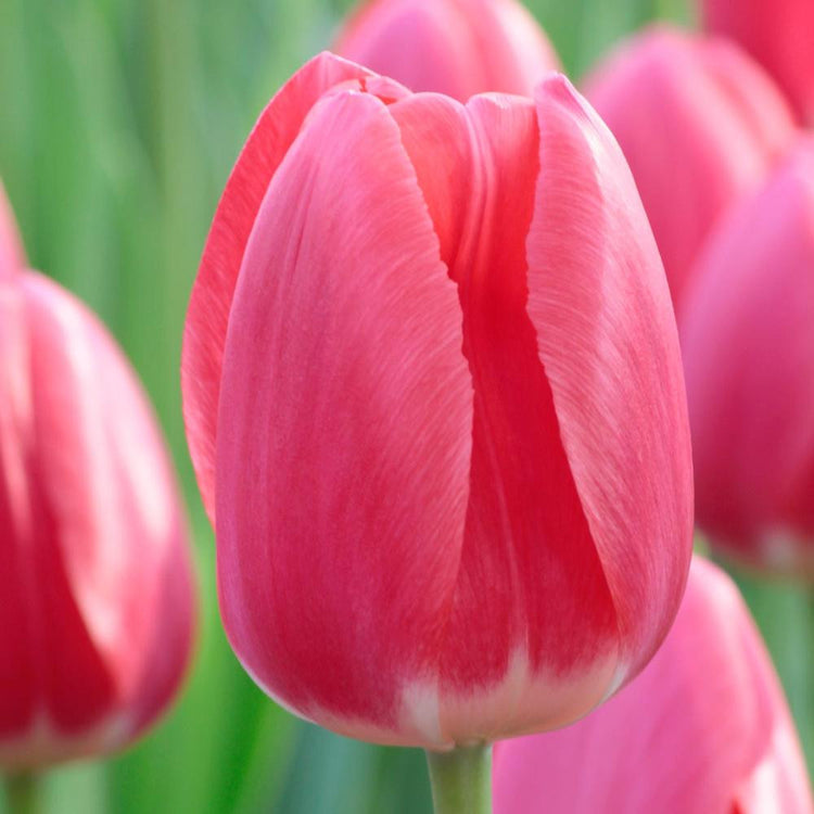 Single bright pink tulip with white base featuring the flowers of Darwin hybrid tulip Rosy Delight.