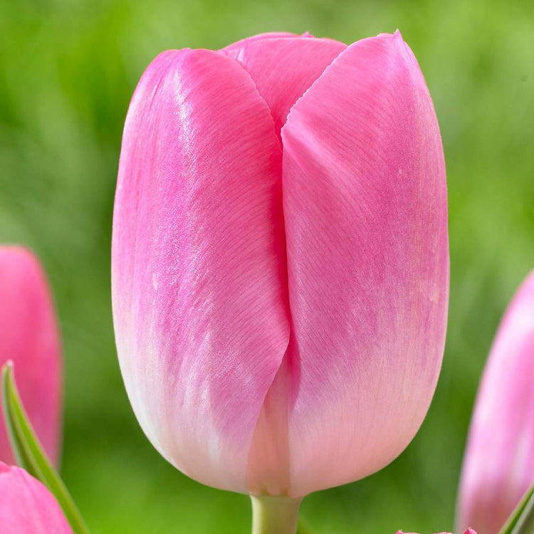 One flower of the single late tulip Sauternes showing flamingo pink petals with a white base.