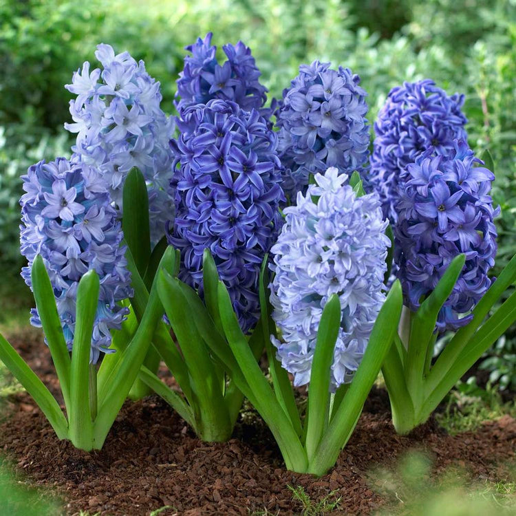 Hyacinth orientalis Shades of Blue blooming in an early spring garden, featuring flowers in a range of blue hues, from light to dark.