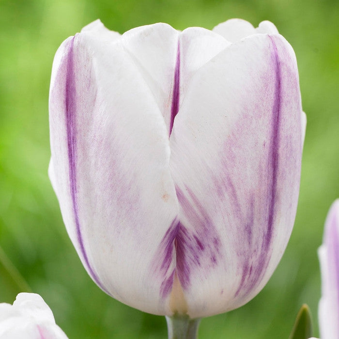 A single blossom of Triumph tulip Flaming Flag with a side view of the blossom's white petals with purple stripes and stippling.