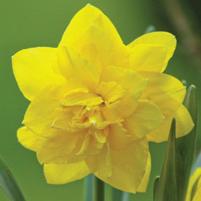 Daffodil Double Golden Ducat