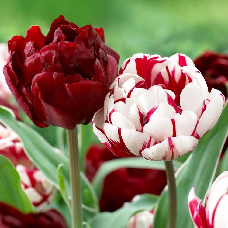 Tulip Double Late Carnaval De Nice & Midnight Magic