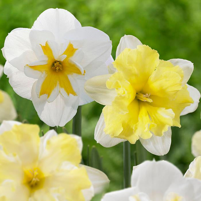Two white and yellow split-cup daffodils, showing one flower each of the varieties Cassata and Lemon Beauty.