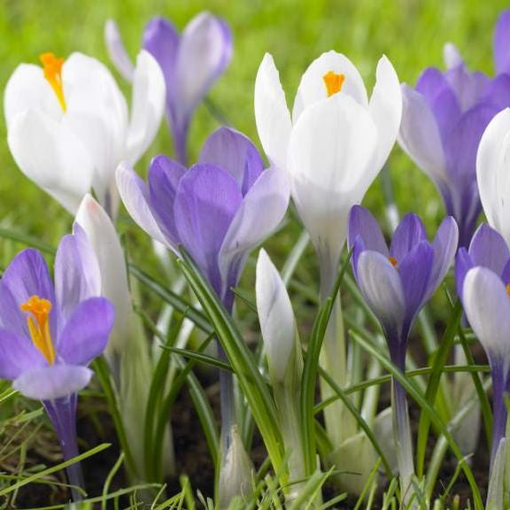 Two crocus varieties blooming in an early spring garden, featuring the purple flowers of Yalta and the white flowers of Jeanne d'Arc.