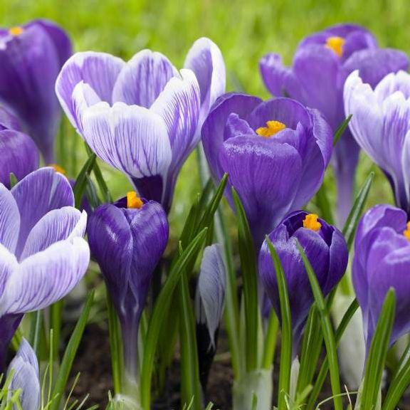 Two types of large-flowering crocus, blooming in a spring garden, featuring the purple flowers of Remembrance and the purple and white striped blossoms of Pickwick.