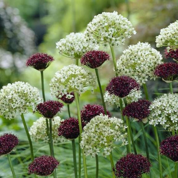 Allium Atropurpureum & Nigrum