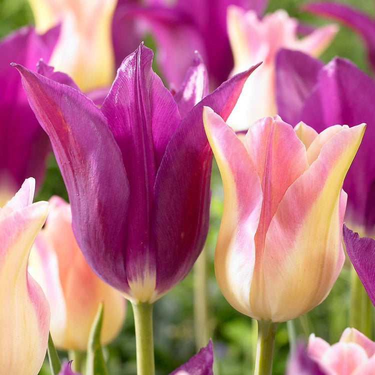 Tulip Lily Flowering Purple Dream & Elegant Lady
