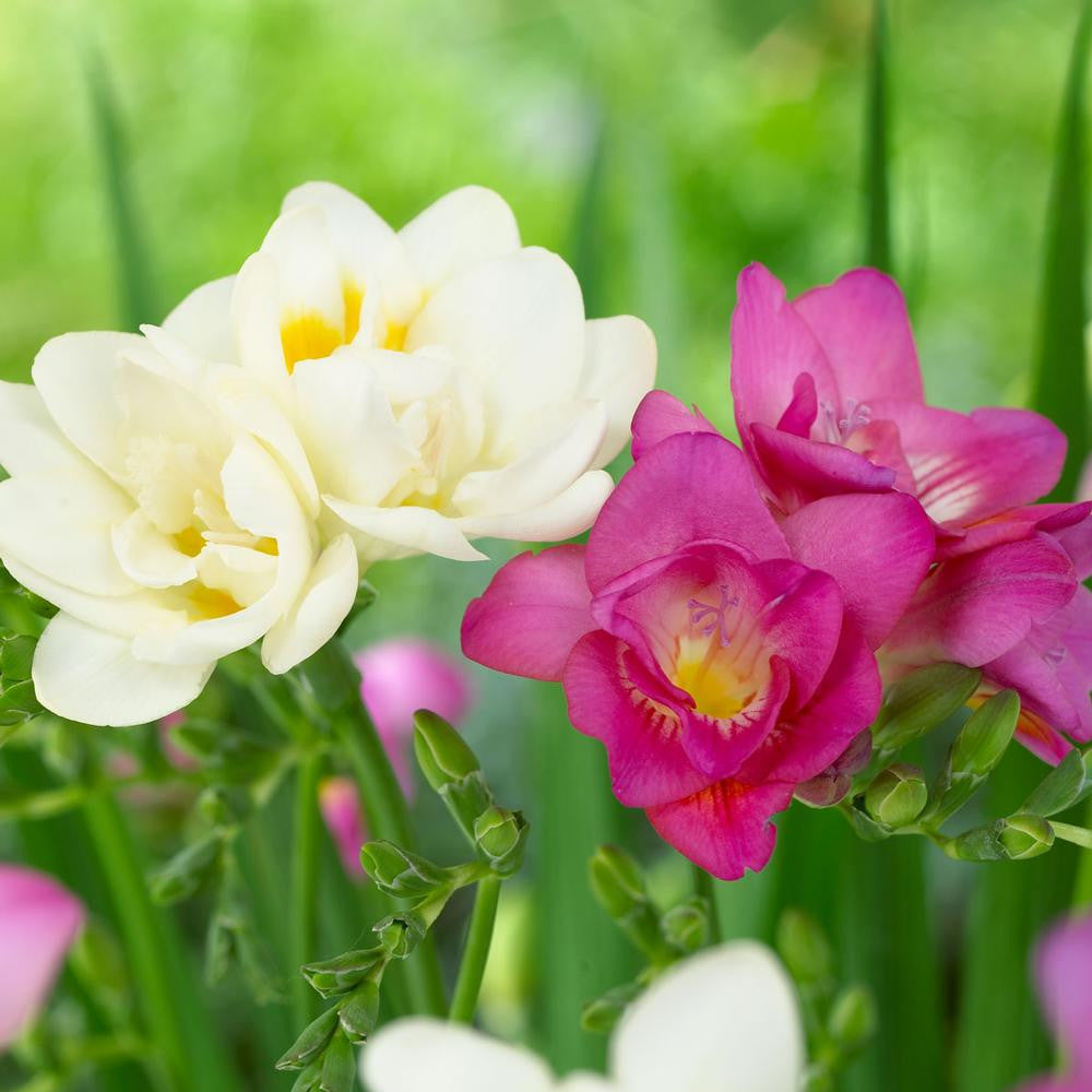 Freesia Field Freesia Double Pink & White - 50 corms - Longfield Gardens