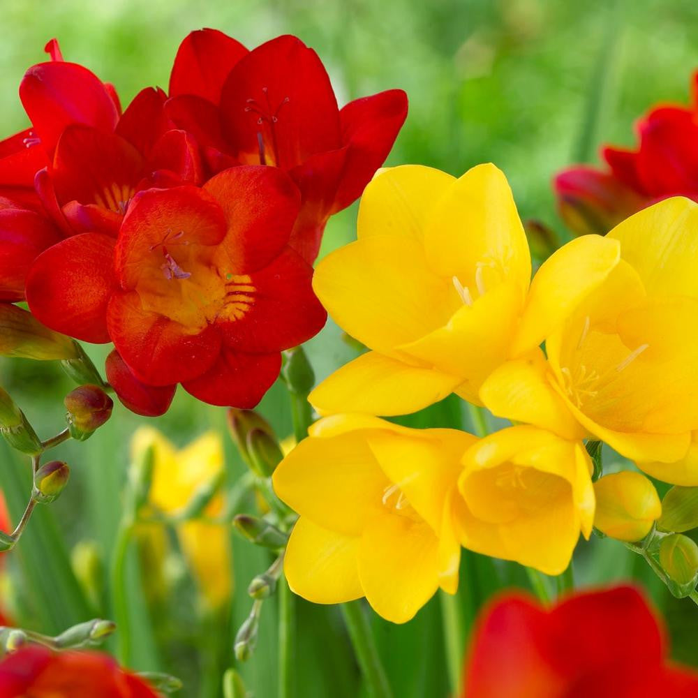 Freesia Field Freesia Single Red & Yellow - 50 corms - Longfield Gardens