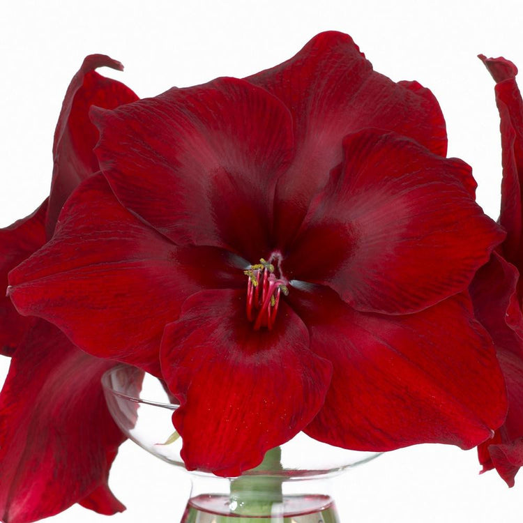 Amaryllis Single Benfica
