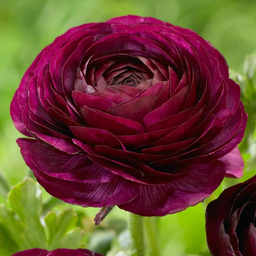 Urple Ranunculus Ranunculus Tomer Purple (Fall) - 25 corms - Longfield Gardens
