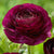 One blossom of Tomer Purple, a deep burgundy ranunculus.